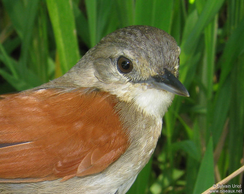 Image of Plain-crowned Spinetail