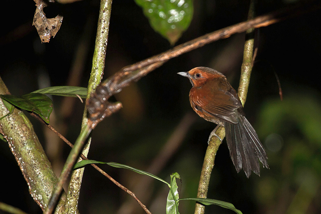 Image of Ruddy Spinetail