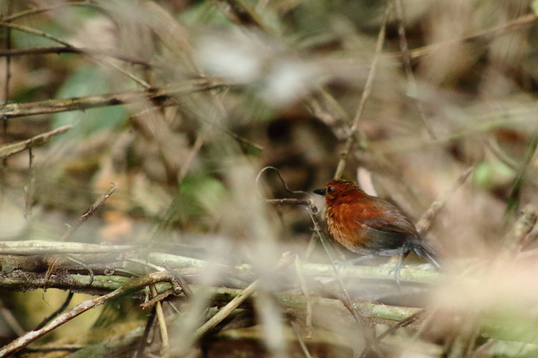 Image of Chestnut-throated Spinetail