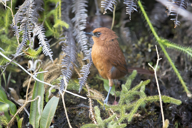 Image of Rufous Spinetail