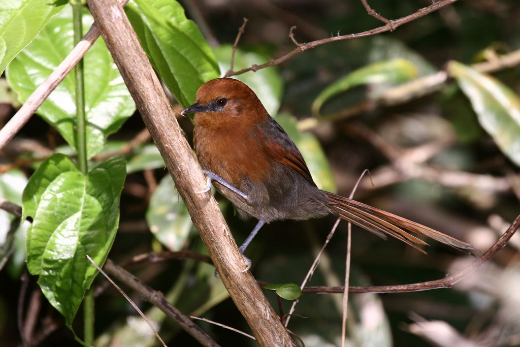 Image of Rusty-headed Spinetail