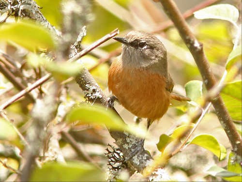 Image of Russet-bellied Spinetail