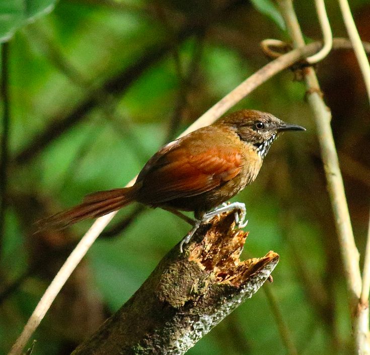 Image of Stripe-breasted Spinetail