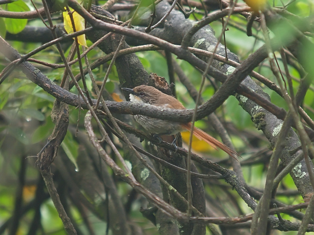 Image of Necklaced Spinetail