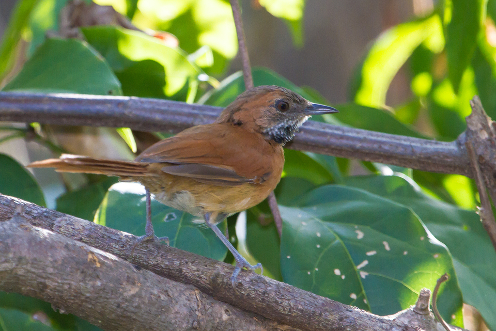Image of Hoary-throated Spinetail