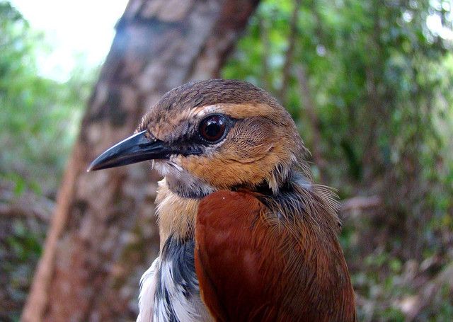 Image of Ochre-cheeked Spinetail