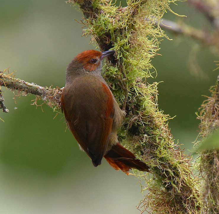 Image of Red-faced Spinetail