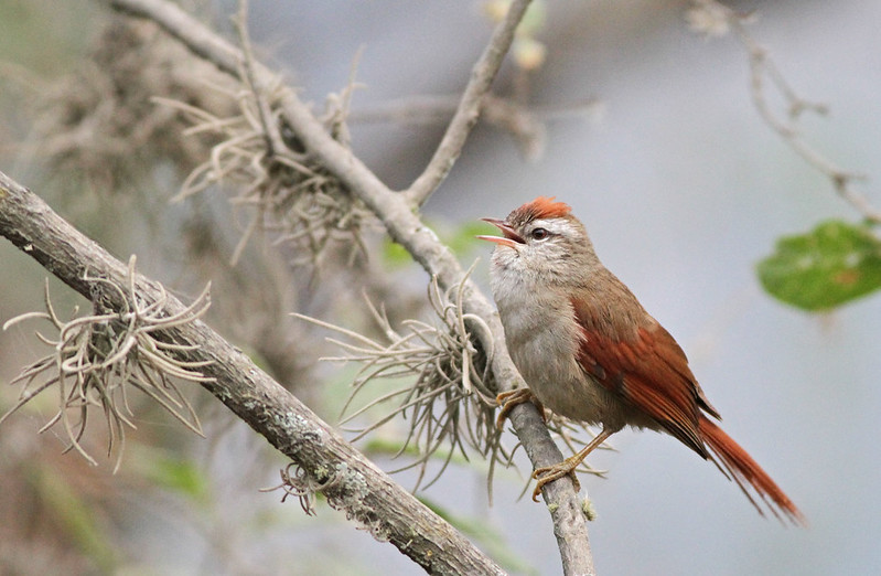Image of Bolivian Spinetail