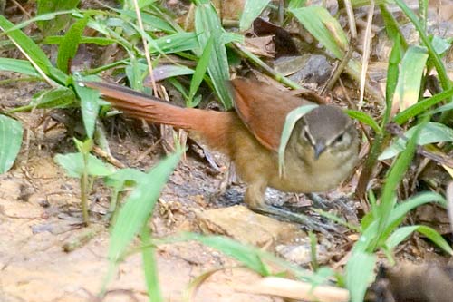 Image of Pallid Spinetail