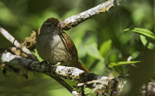Image of Ash-browed Spinetail