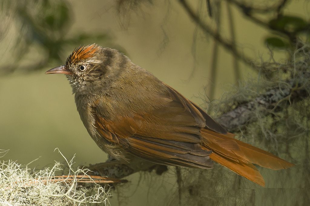 Image of Streak-capped Spinetail