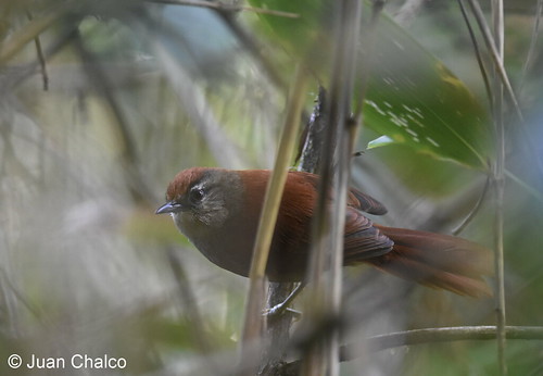 Image of Marcapata Spinetail