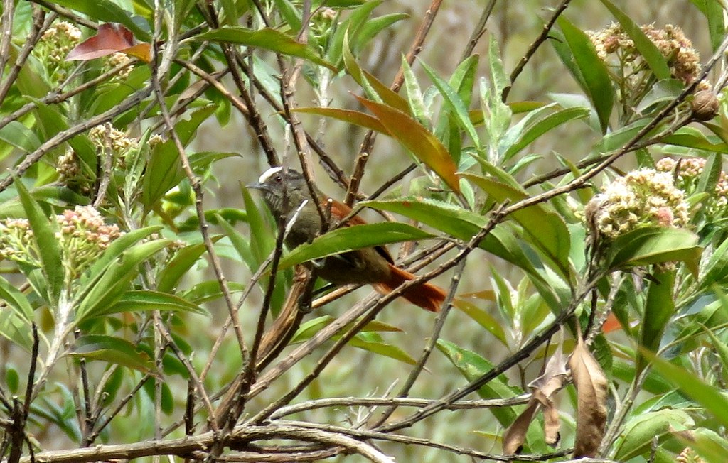 Image of Light-crowned Spinetail