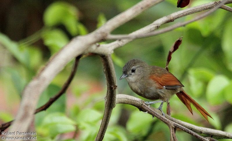 Image of Coiba Spinetail
