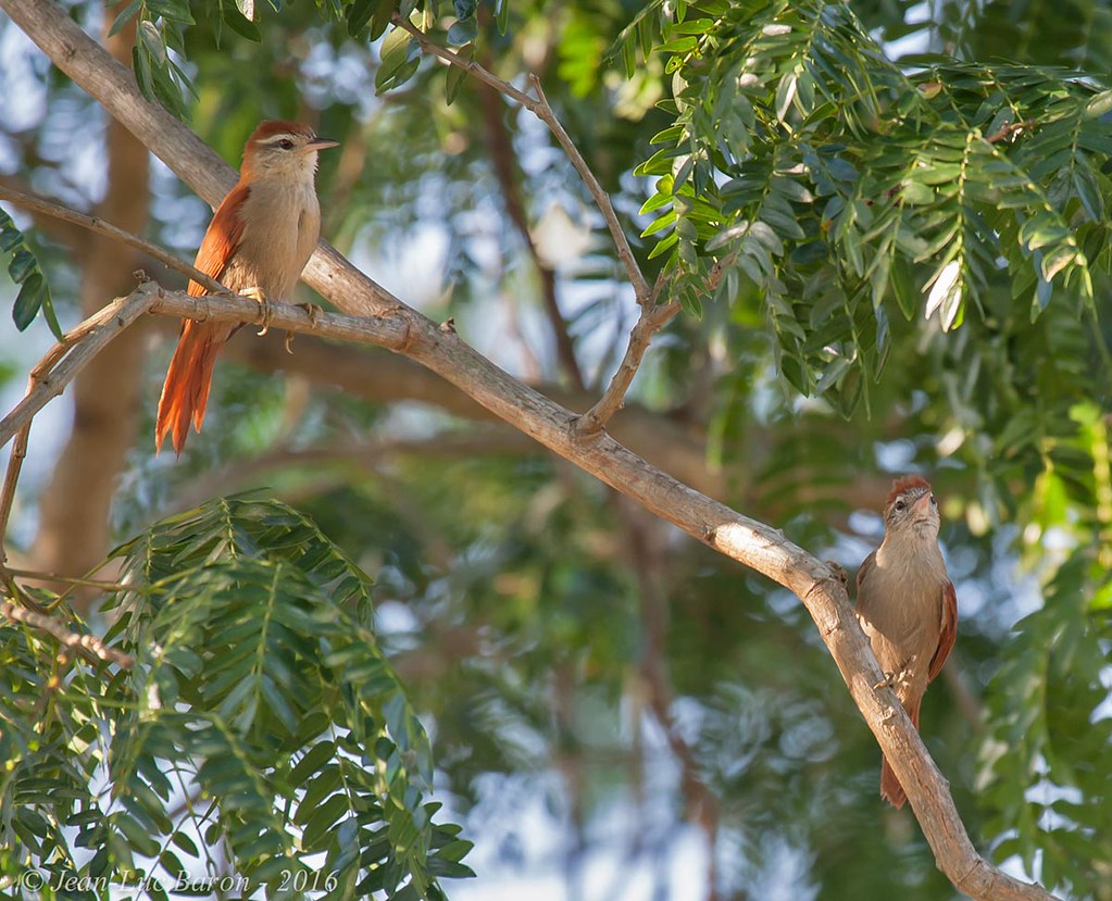 Image of Rusty-backed Spinetail