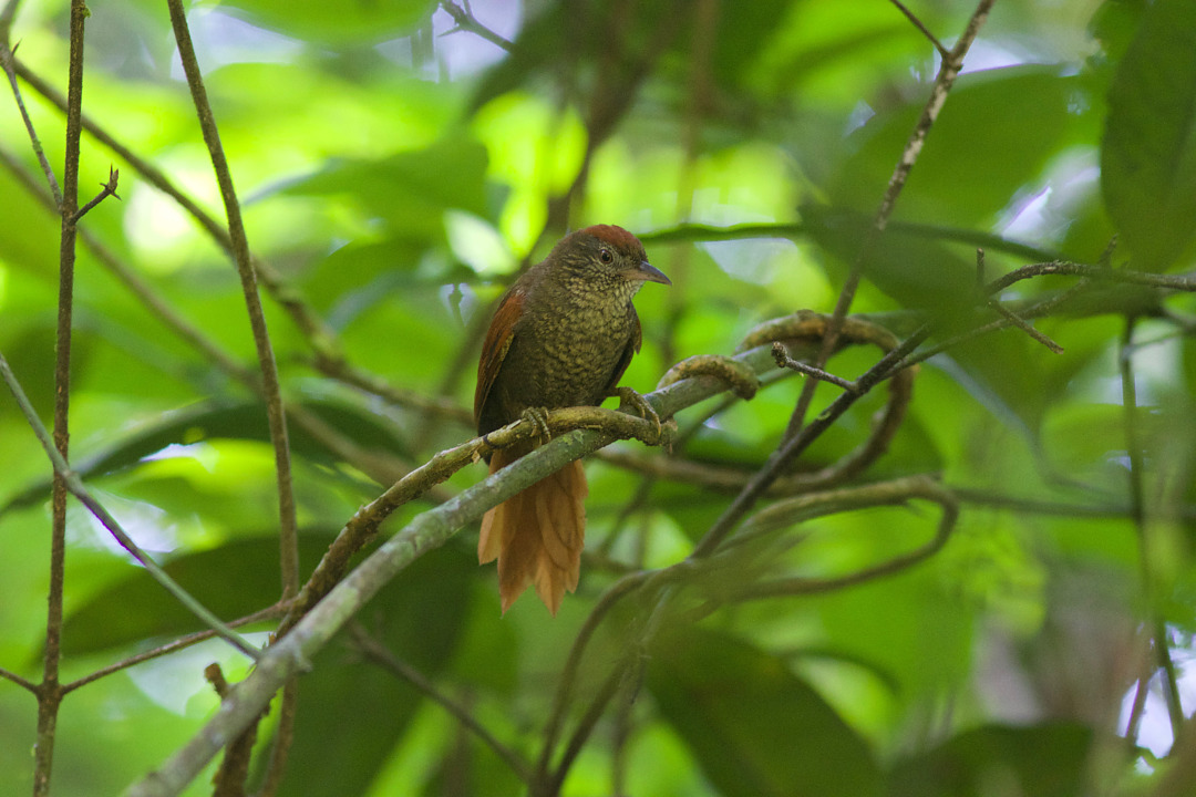 Image of Scaled Spinetail