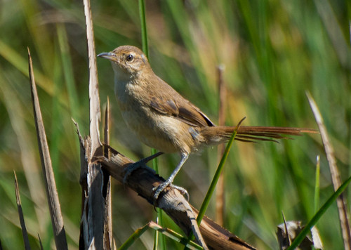 Image of Sulphur-throated Spinetail