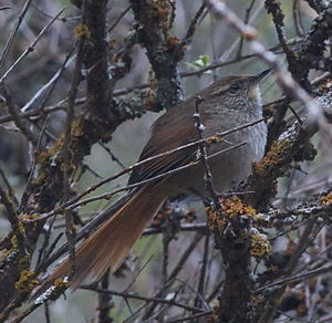 Image of Rusty-fronted Canastero