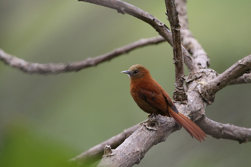 Image of Russet-mantled Softtail
