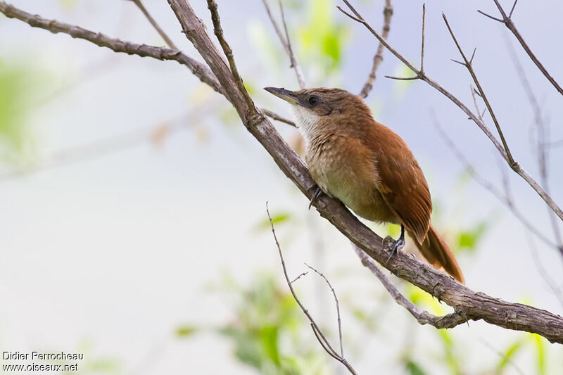 Image of Chestnut-backed Thornbird