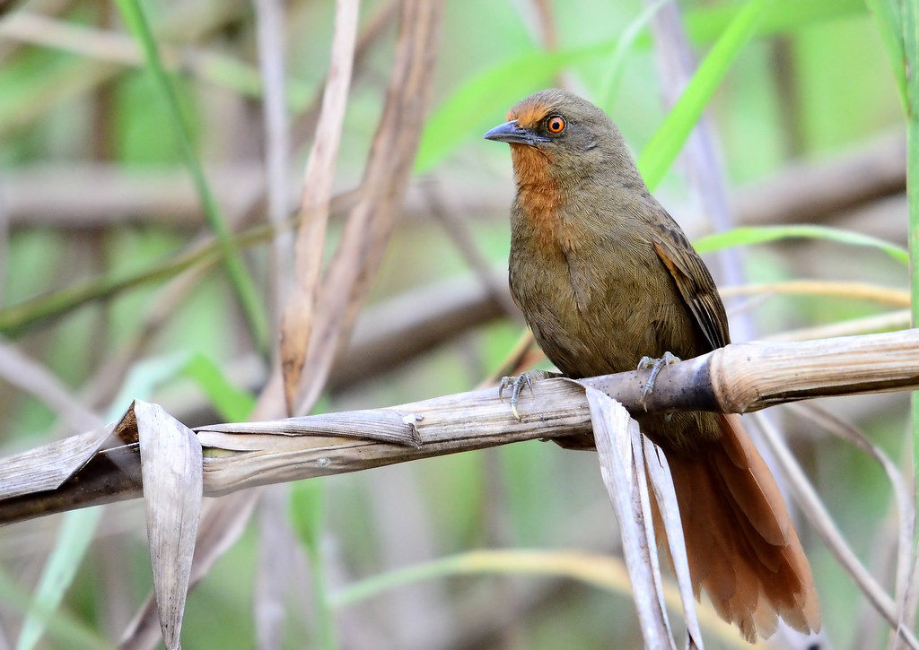 Image of Orange-eyed Thornbird