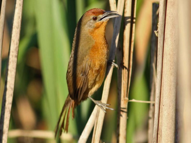 Image of Orange-breasted Thornbird