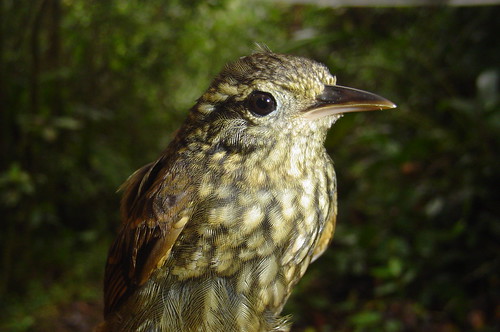 Image of Rusty-winged Barbtail