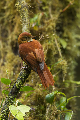 Image of Fulvous-dotted Treerunner