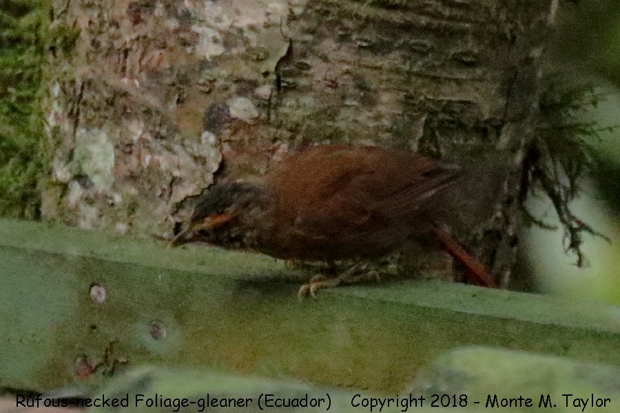 Image of Rufous-necked Foliage-gleaner