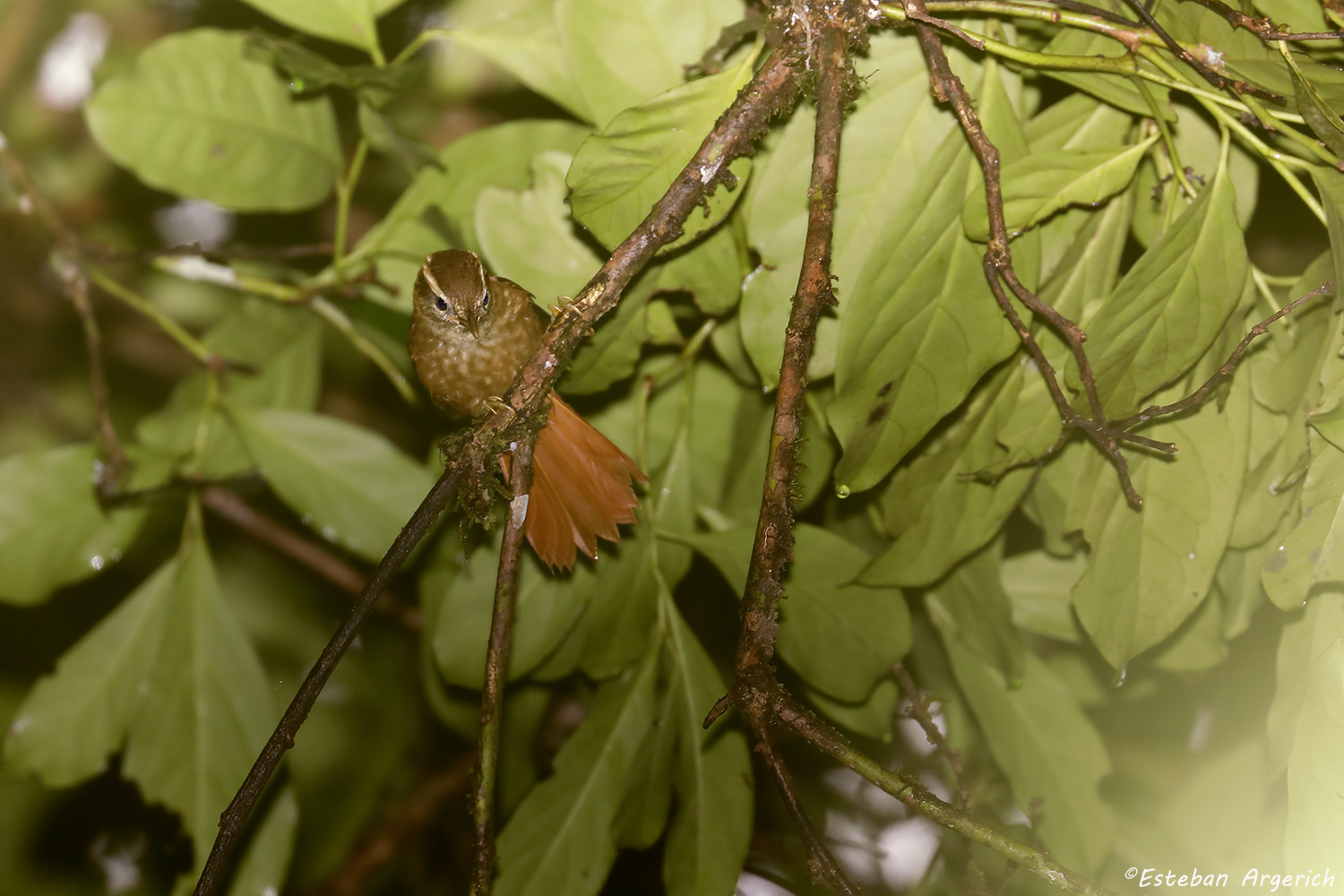 Image of White-browed Foliage-gleaner