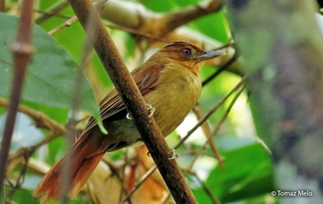 Image of Brown-rumped Foliage-gleaner