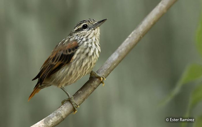 Image of Rufous-tailed Xenops