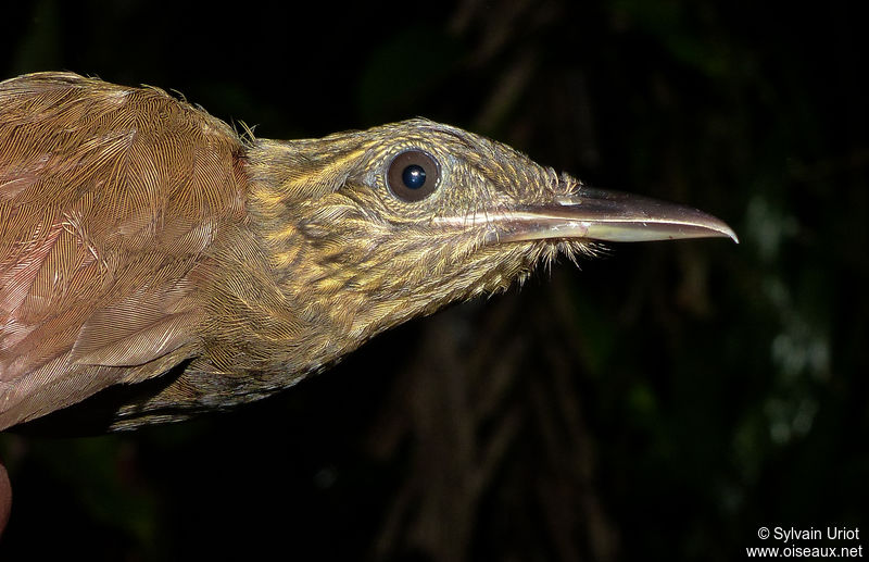 Image of Northern Long-tailed Woodcreeper