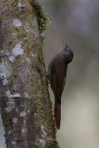 Image of Eastern Olivaceous Woodcreeper