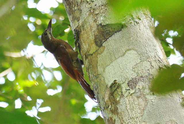Image of Red-billed Woodcreeper