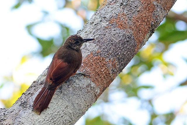 Image of Hoffmanns's Woodcreeper