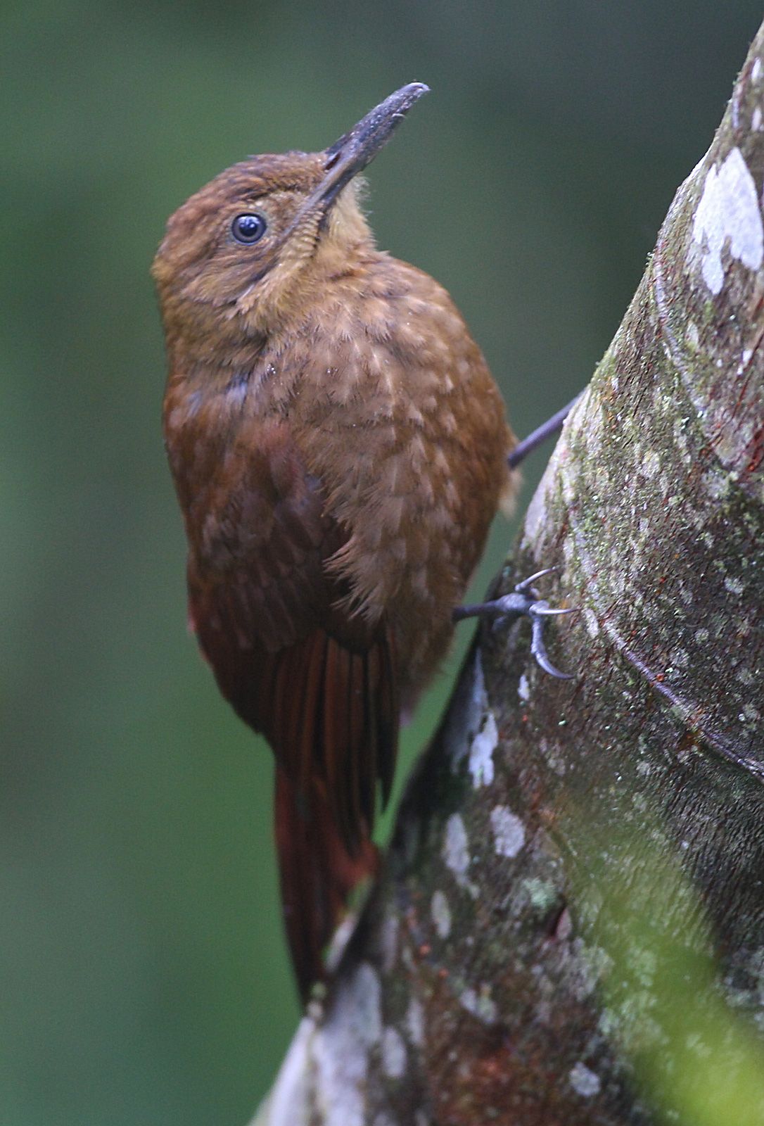 Image of Northern Spotted Woodcreeper