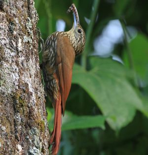 Image of Northern Spot-crowned Woodcreeper