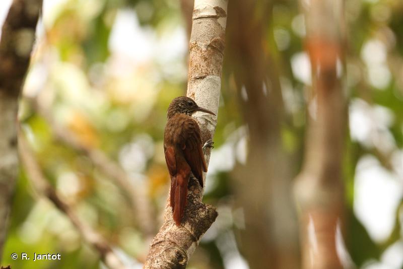 Image of Lineated Woodcreeper