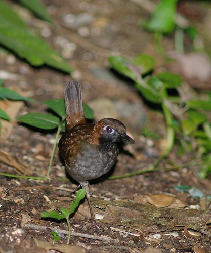 Image of Black-faced Antthrush