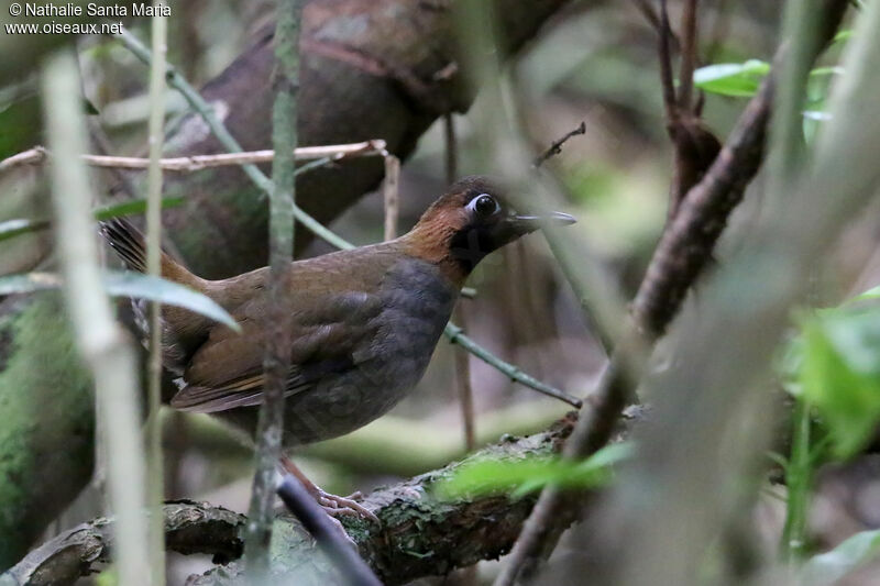 Image of Mexican Antthrush