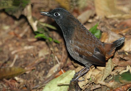 Image of Black-headed Antthrush