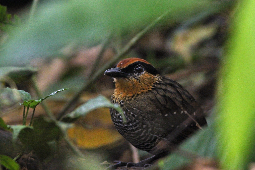 Image of Rufous-crowned Pittasoma