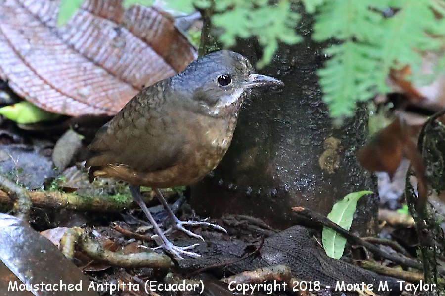 Image of Moustached Antpitta