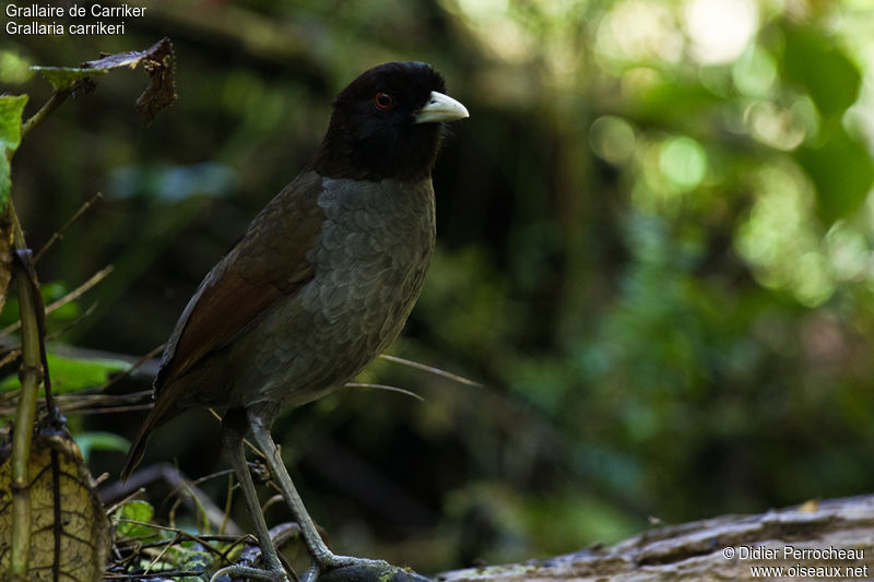 Image of Pale-billed Antpitta