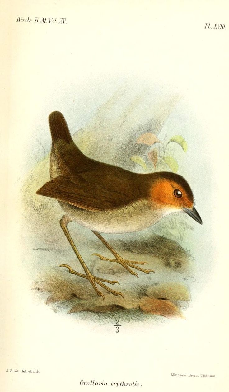 Image of Rufous-faced Antpitta