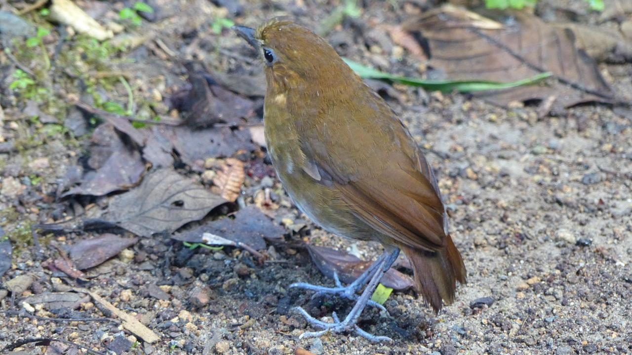 Image of Brown-banded Antpitta