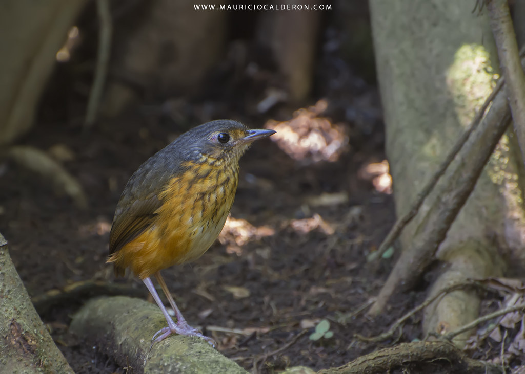 Image of Thicket Antpitta