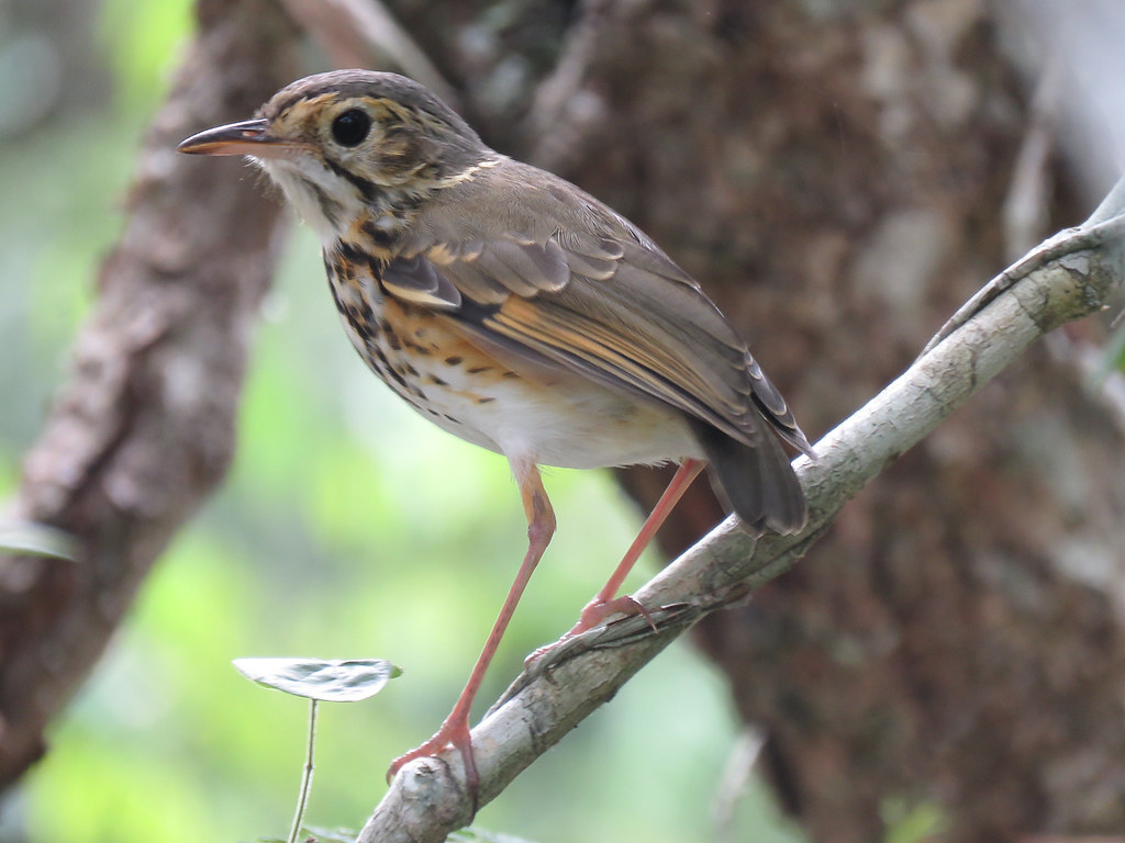 Image of White-browed Antpitta