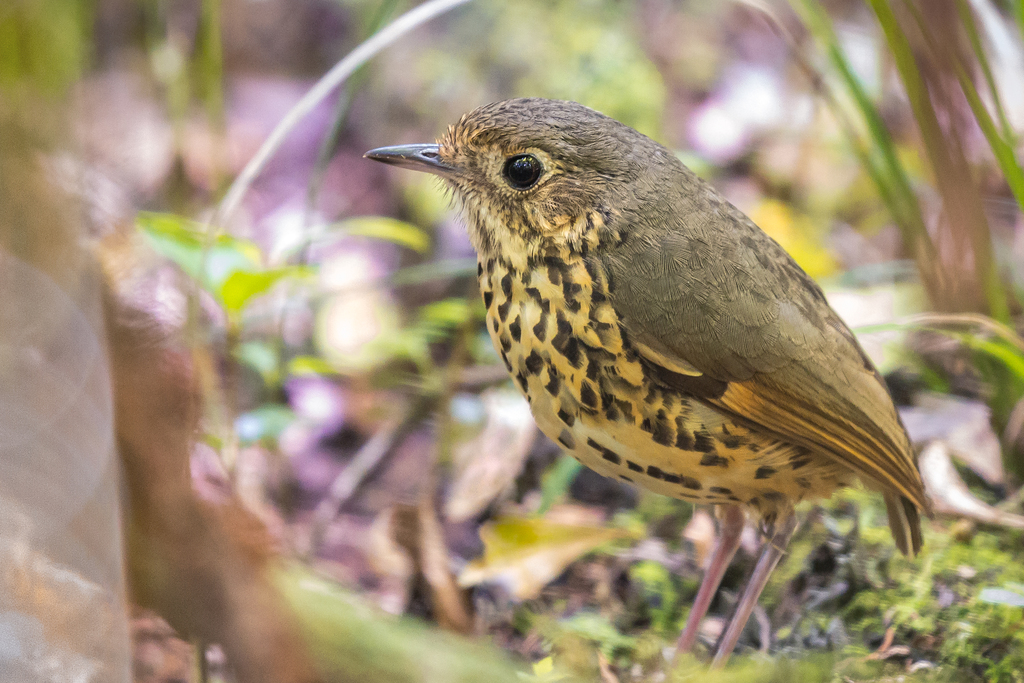 Image of Speckle-breasted Antpitta